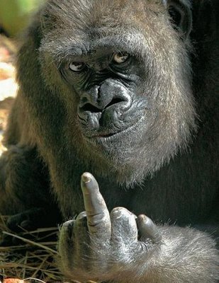 gorila_fuck_you