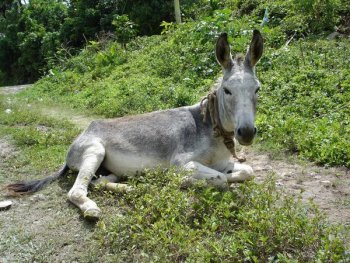 Jamaican-Donkey