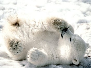 oso_polar_cachorro