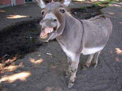 donkey2