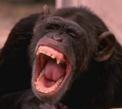chimpance muerto de risa