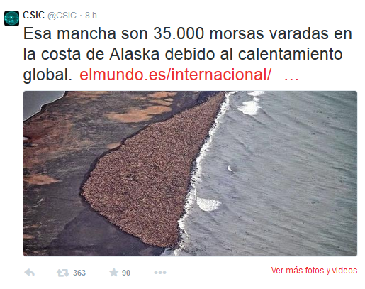 el-csic-y-las-35000-morsas-de-alaska-el-mundo