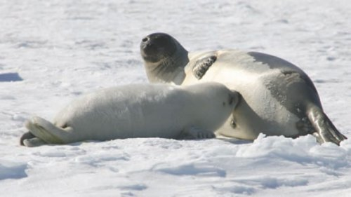 oso-polar-negacionista-focas-lactancia-primavera