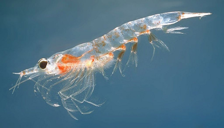 krill-wiipedia