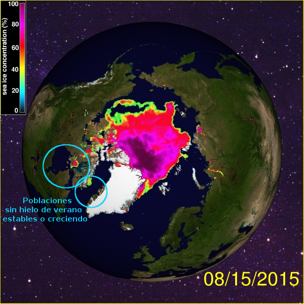 osos-artico-hielo-agosto