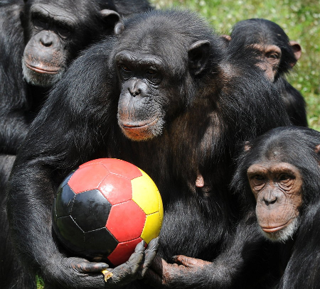 chimpas-equipo