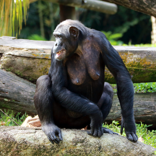 vegana-chimpance