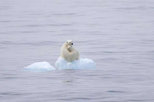 osos-polares-desapareceran