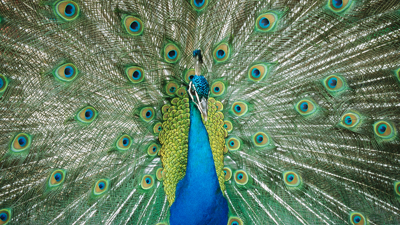 pavo-real