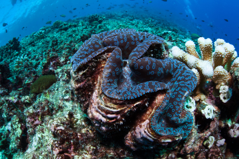 phoenix-is-clam-coral