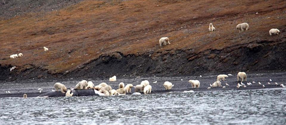 wrangler-island-osos-polares