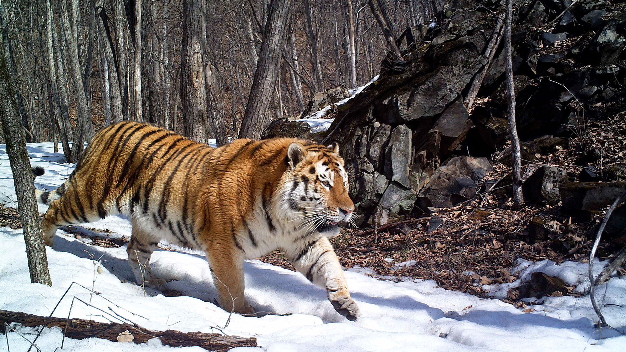 Siberian-tiger