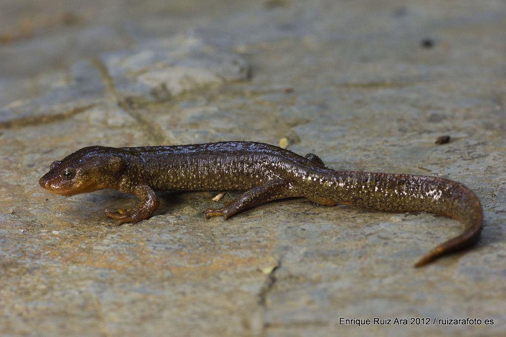 triton-de-montseny