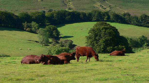 foodie-breal-red-ruby-cattle-exmoor-farm