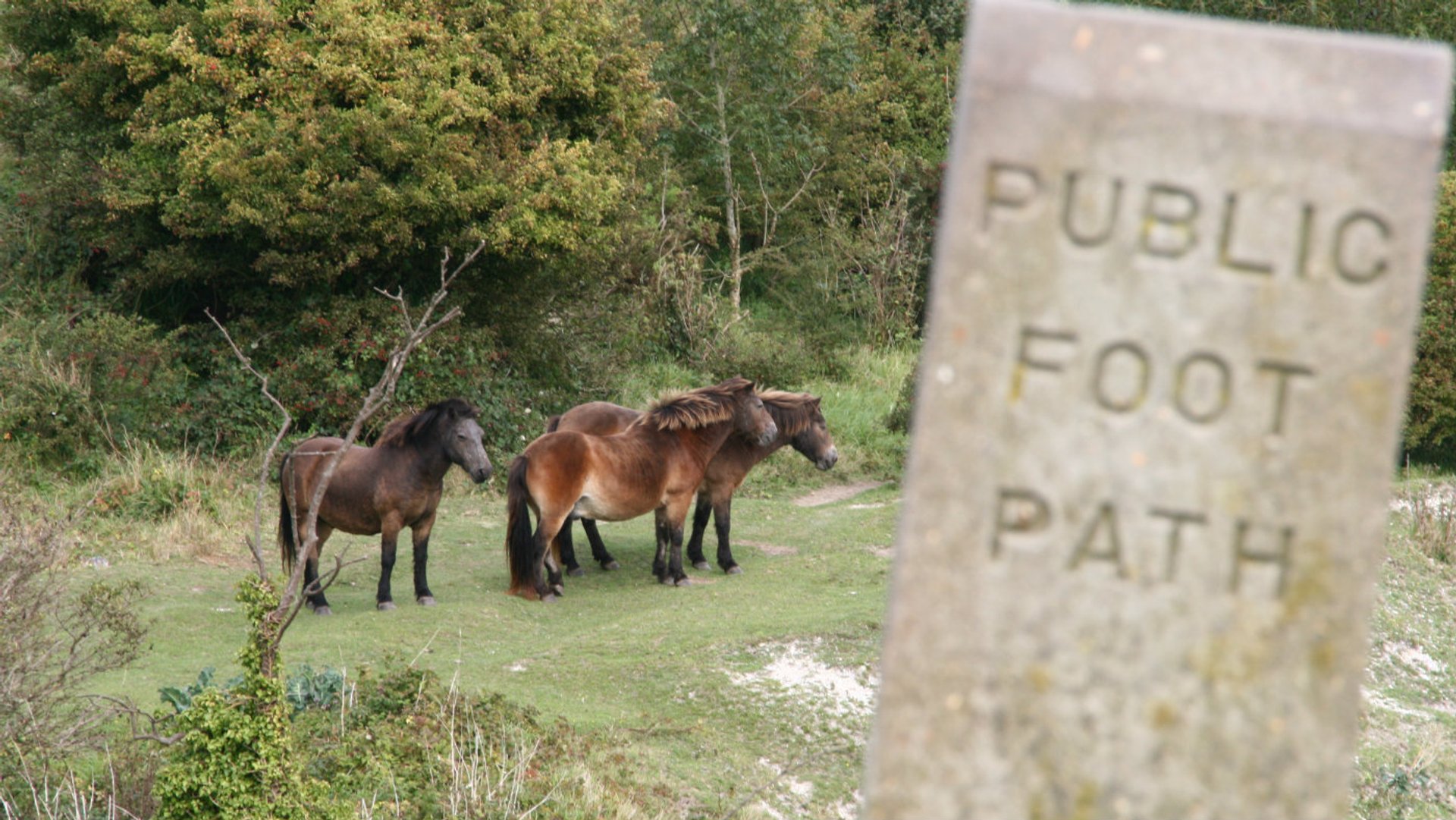 FootpathsignandExmoorPonies